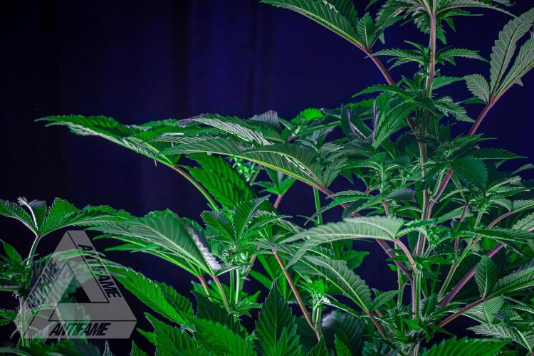 IZI SEEDS - Grandpa Zombie genetics femB. Week 11
