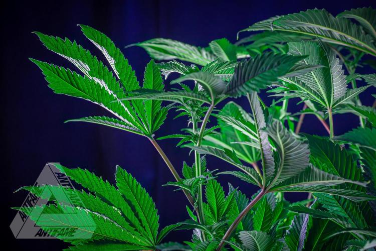 IZI SEEDS - Grandpa Zombie genetics femB. Week 11
