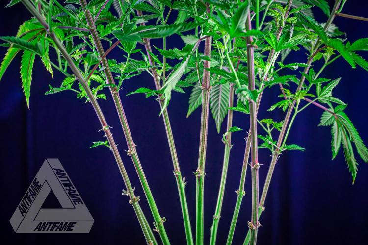 IZI SEEDS - Grandpa Zombie genetics femB. Week 11