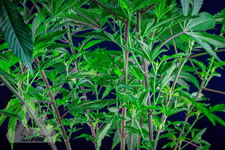 IZI SEEDS - Grandpa Zombie genetics femB. Week 11