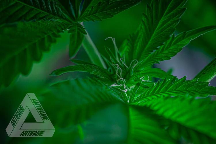 IZI SEEDS - Grandpa Zombie genetics femB. Week 11