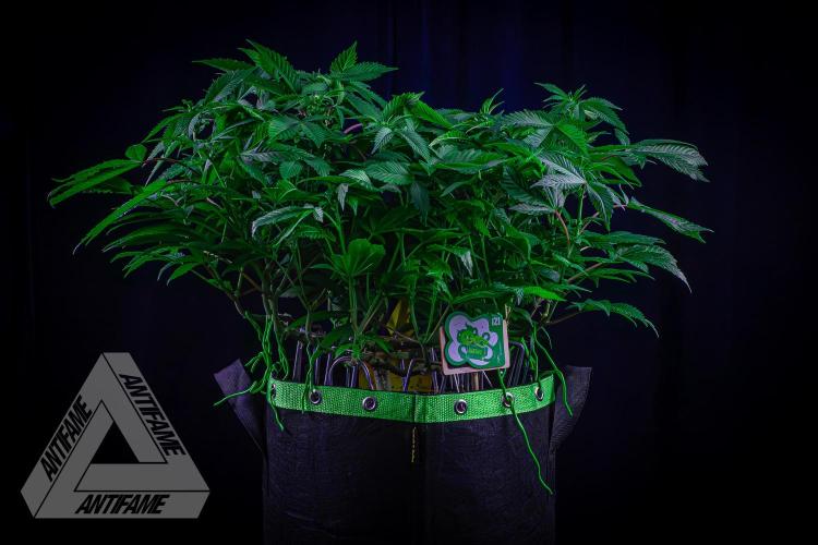 IZI SEEDS - Grandpa Zombie genetics femR. Week 11