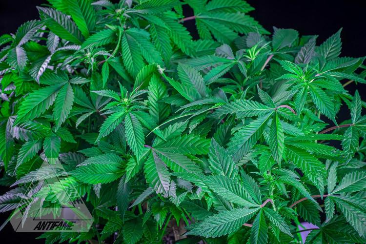 IZI SEEDS - Grandpa Zombie genetics femR. Week 11