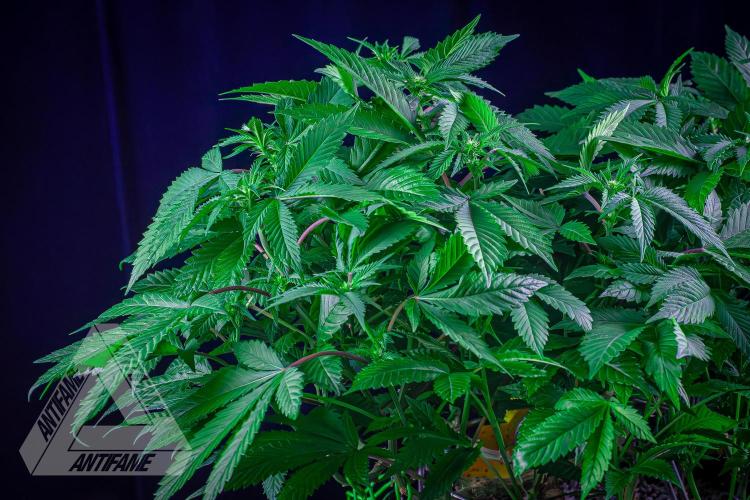 IZI SEEDS - Grandpa Zombie genetics femR. Week 11