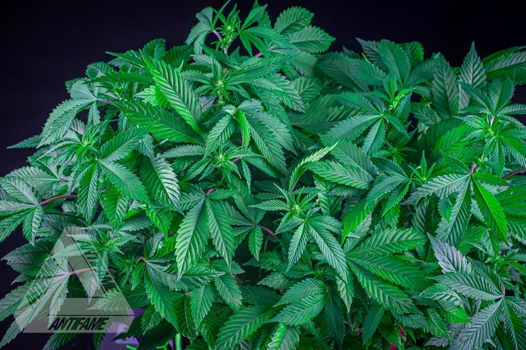 IZI SEEDS - Grandpa Zombie genetics femR. Week 11