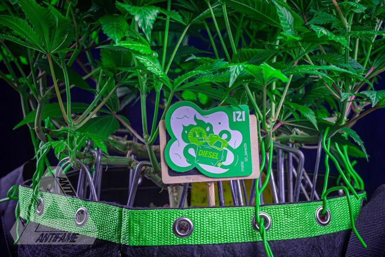 IZI SEEDS - Grandpa Zombie genetics femR. Week 11