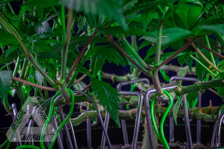 IZI SEEDS - Grandpa Zombie genetics femR. Week 11