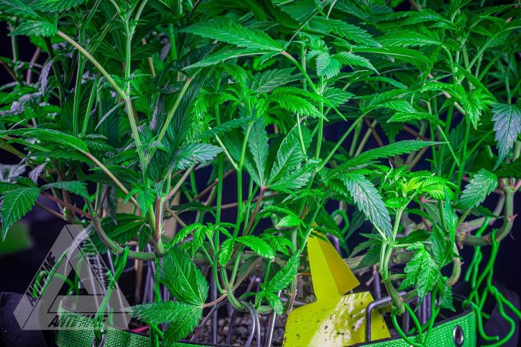 IZI SEEDS - Grandpa Zombie genetics femR. Week 11