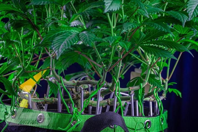 IZI SEEDS - Grandpa Zombie genetics femR. Week 11