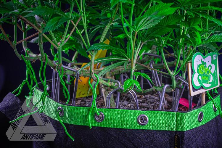 IZI SEEDS - Grandpa Zombie genetics femR. Week 11