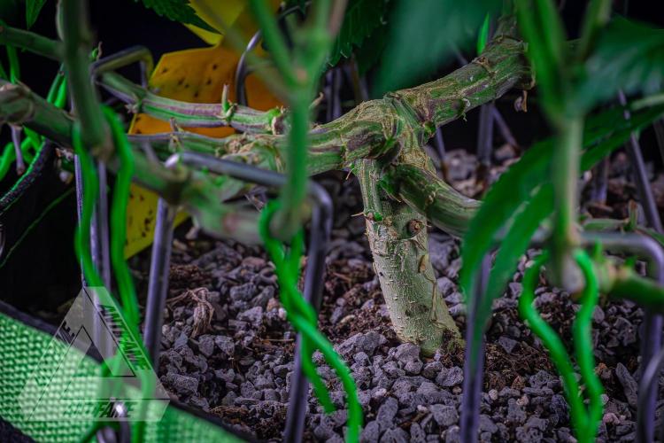 IZI SEEDS - Grandpa Zombie genetics femR. Week 11
