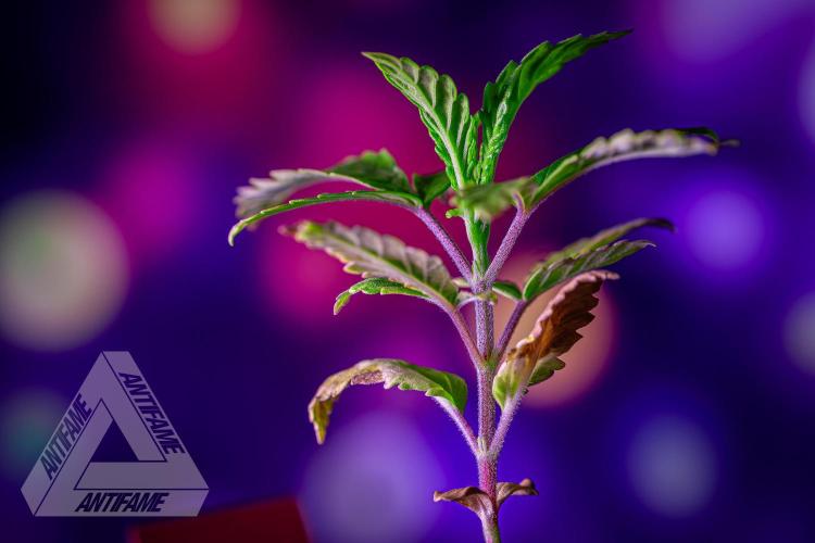 ZAMNESIA - Sticky Broccoli - EGC 2026 R. Week 3