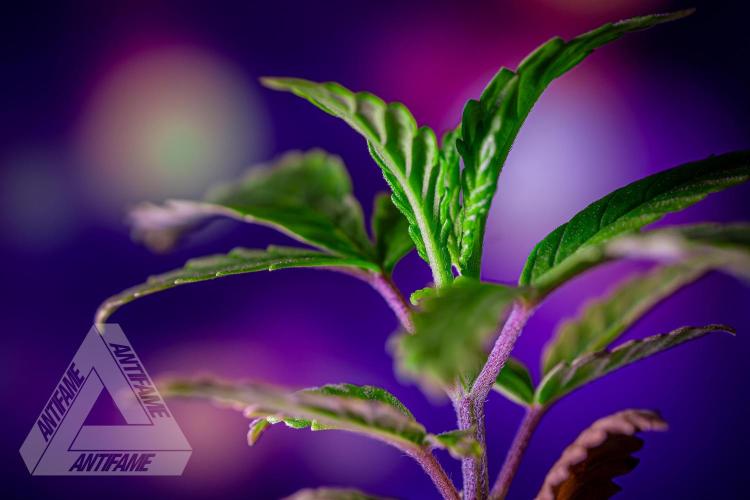 ZAMNESIA - Sticky Broccoli - EGC 2026 R. Week 3