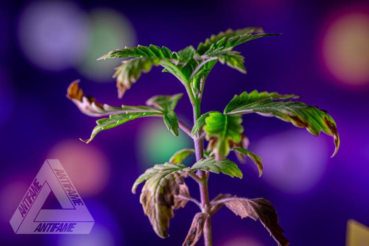 ZAMNESIA - Sticky Broccoli - EGC 2026 Y. Week 3