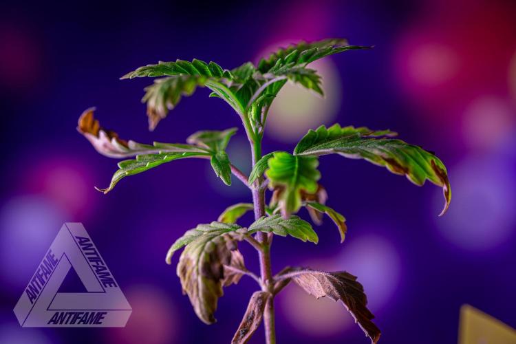 ZAMNESIA - Sticky Broccoli - EGC 2026 Y. Week 3