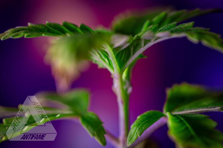 ZAMNESIA - Sticky Broccoli - EGC 2026 Y. Week 3