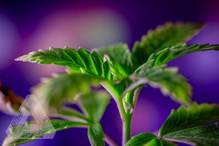 ZAMNESIA - Sticky Broccoli - EGC 2026 Y. Week 3