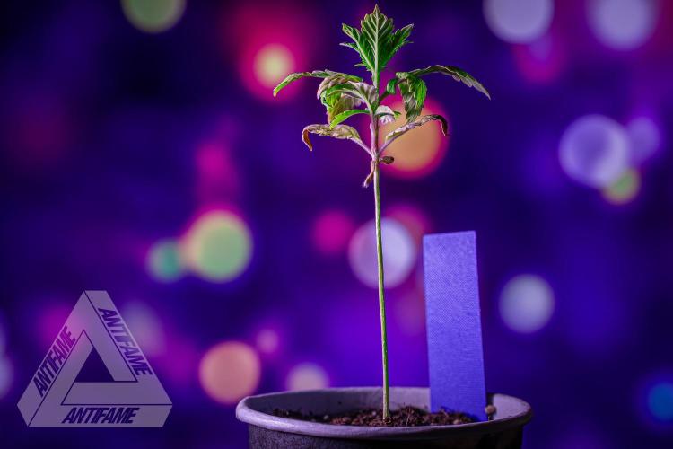 ZAMNESIA - Sticky Broccoli - EGC 2026 B. Week 3