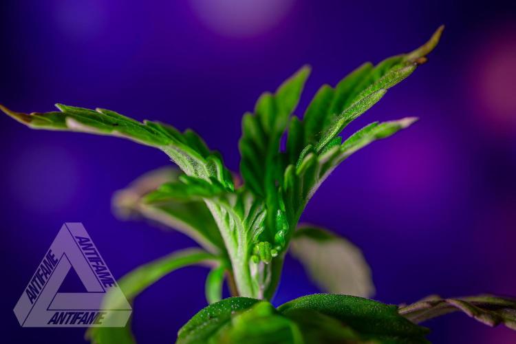 ZAMNESIA - Sticky Broccoli - EGC 2026 B. Week 3
