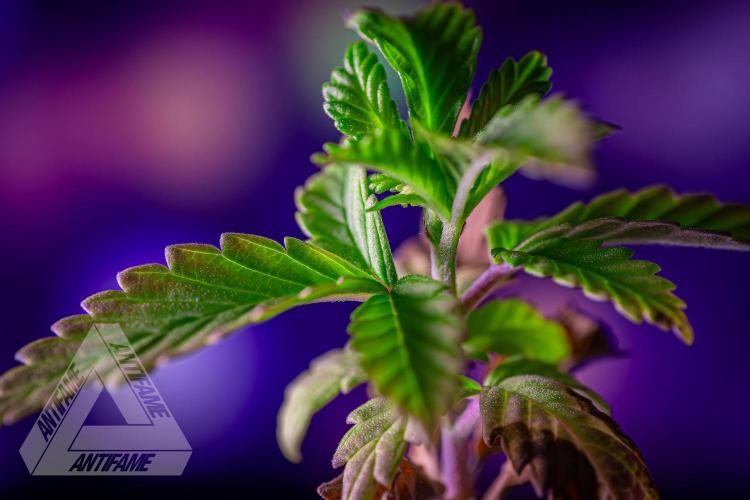 ZAMNESIA - Sticky Broccoli - EGC 2026 W. Week 3