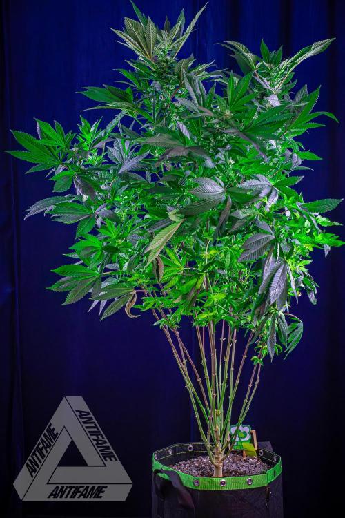 IZI SEEDS - Grandpa Zombie Genetics FemY. Week 12