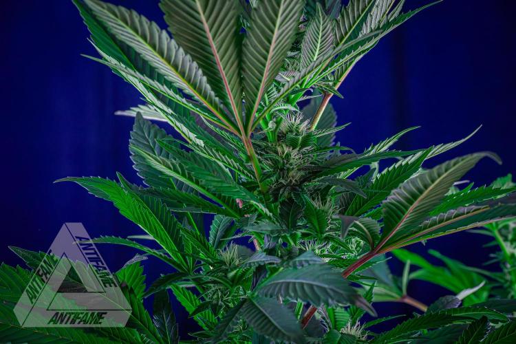 IZI SEEDS - Grandpa Zombie Genetics FemY. Week 12