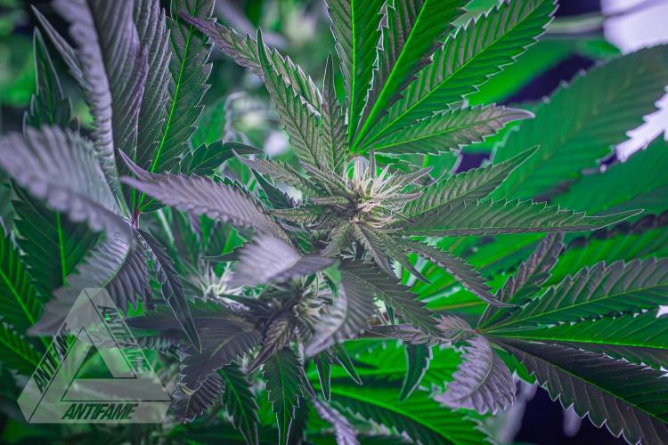 IZI SEEDS - Grandpa Zombie Genetics FemY. Week 12