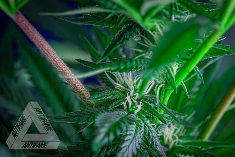 IZI SEEDS - Grandpa Zombie Genetics FemY. Week 12