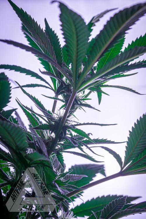 IZI SEEDS - Grandpa Zombie Genetics FemY. Week 12