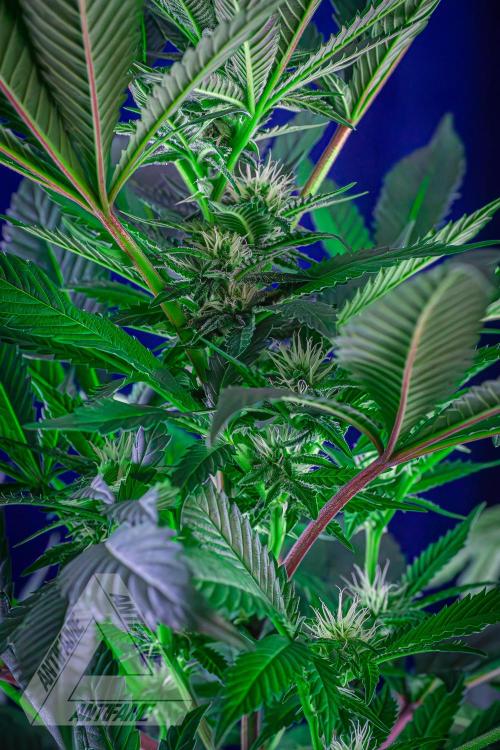 IZI SEEDS - Grandpa Zombie Genetics FemY. Week 12