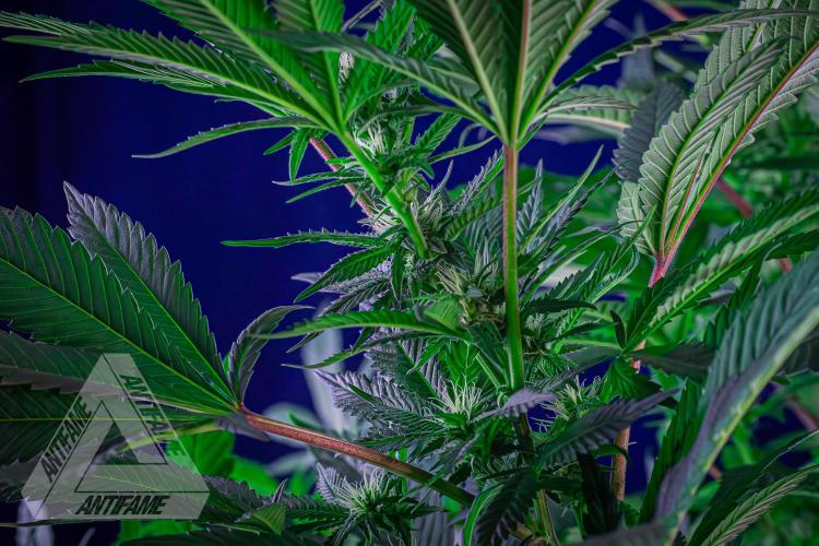 IZI SEEDS - Grandpa Zombie Genetics FemY. Week 12