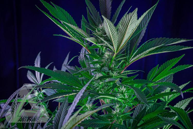IZI SEEDS - Grandpa Zombie Genetics FemY. Week 12