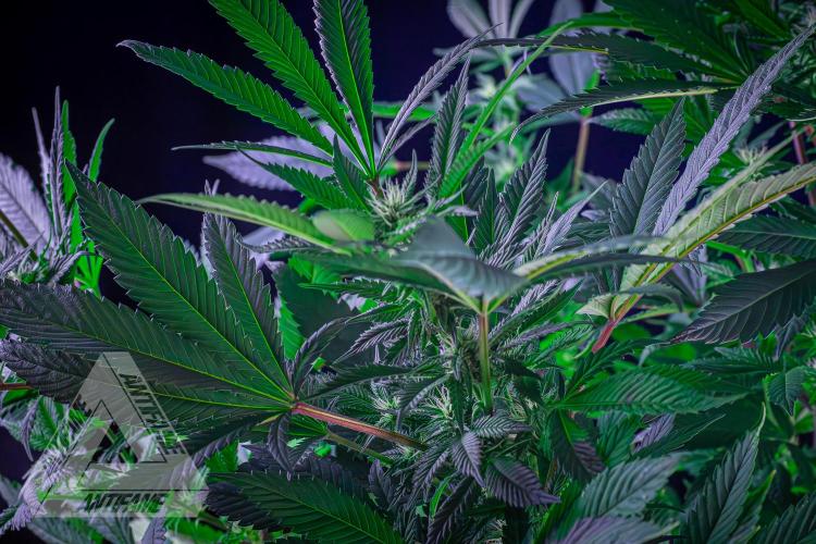 IZI SEEDS - Grandpa Zombie Genetics FemY. Week 12