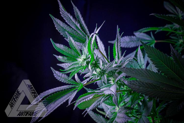 IZI SEEDS - Grandpa Zombie Genetics FemY. Week 12