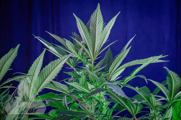 IZI SEEDS - Grandpa Zombie Genetics FemY. Week 12