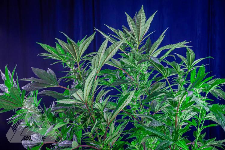 IZI SEEDS - Grandpa Zombie Genetics FemY. Week 12