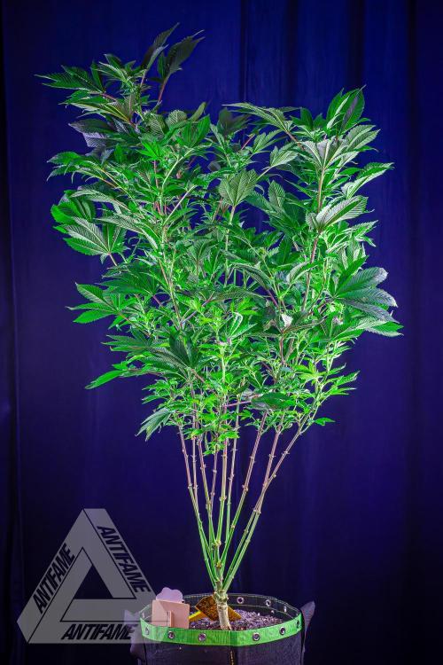 IZI SEEDS - Grandpa Zombie genetics femB. Week 12