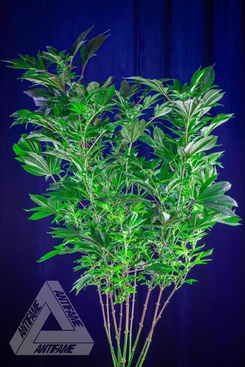 IZI SEEDS - Grandpa Zombie genetics femB. Week 12