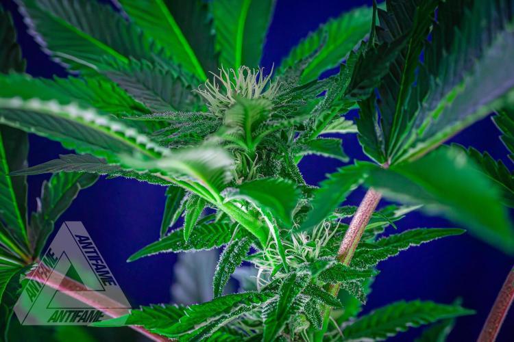 IZI SEEDS - Grandpa Zombie genetics femB. Week 12