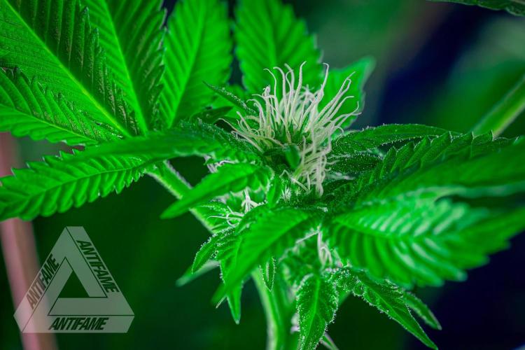 IZI SEEDS - Grandpa Zombie genetics femB. Week 12