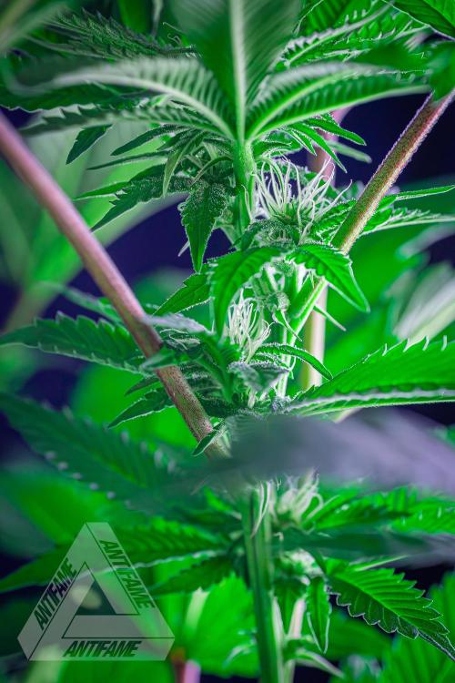 IZI SEEDS - Grandpa Zombie genetics femB. Week 12