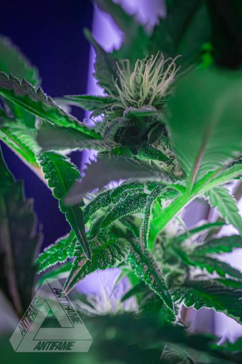 IZI SEEDS - Grandpa Zombie genetics femB. Week 12