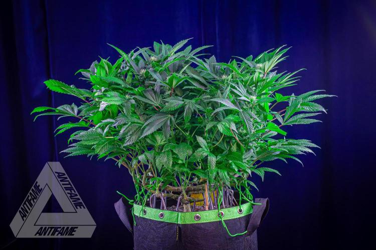 IZI SEEDS - Grandpa Zombie genetics femR. Week 12