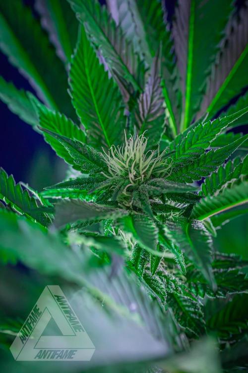 IZI SEEDS - Grandpa Zombie genetics femB. Week 12