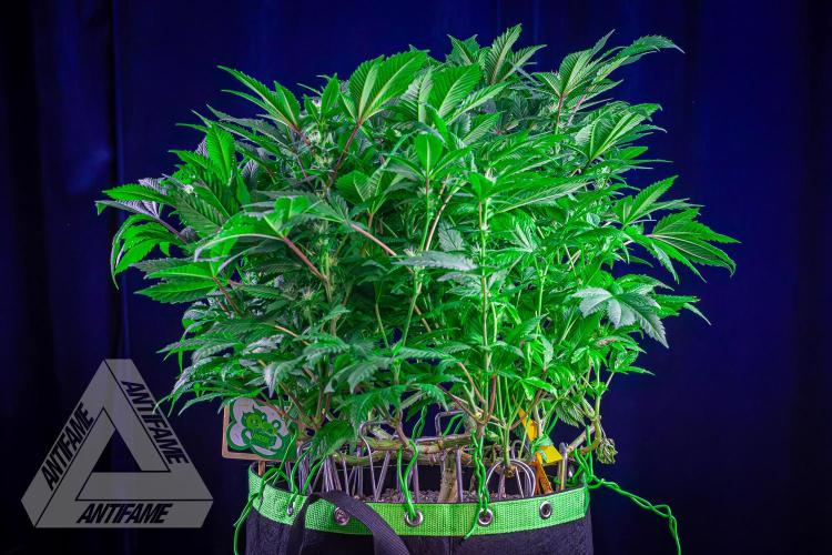 IZI SEEDS - Grandpa Zombie genetics femR. Week 12
