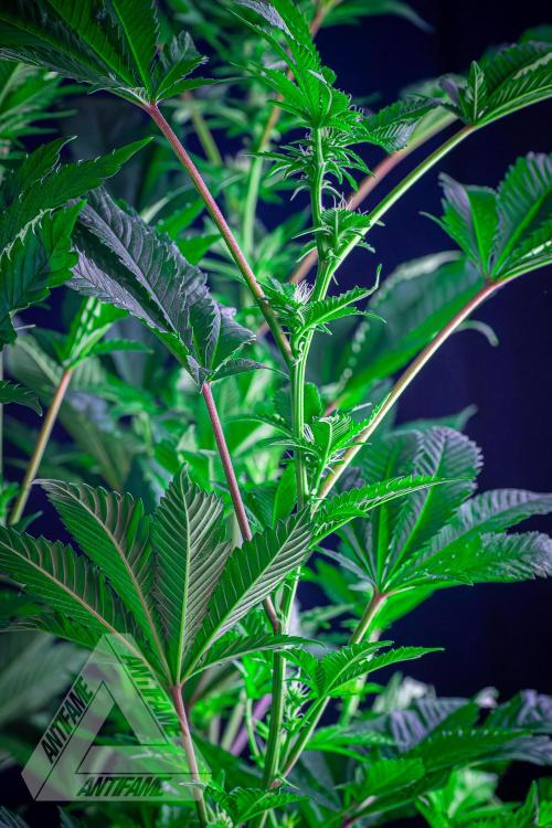 IZI SEEDS - Grandpa Zombie genetics femB. Week 12