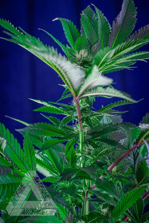 IZI SEEDS - Grandpa Zombie genetics femB. Week 12