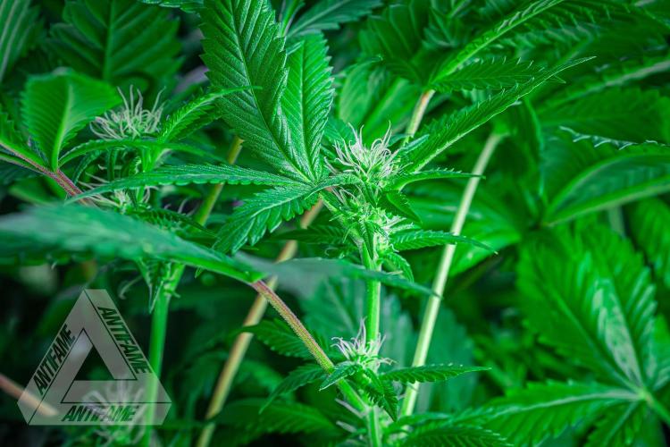 IZI SEEDS - Grandpa Zombie genetics femR. Week 12