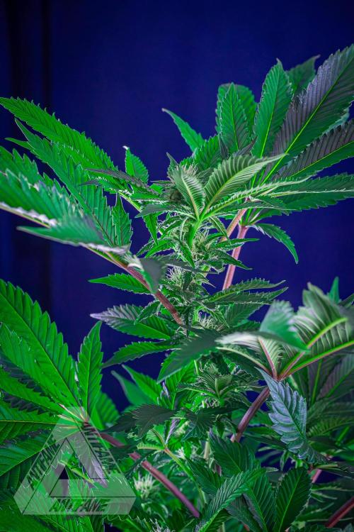 IZI SEEDS - Grandpa Zombie genetics femB. Week 12