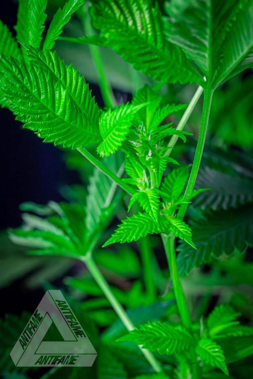 IZI SEEDS - Grandpa Zombie genetics femB. Week 12
